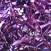 Традесканция пурпурная Паллида (Tradescantia pallida)